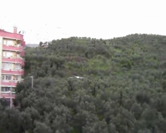 Mudanya'da kuşlar zeytinliğe kabus gibi indi 