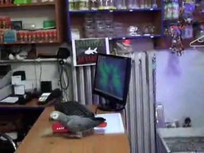 Kedi taklidi yapan papağan