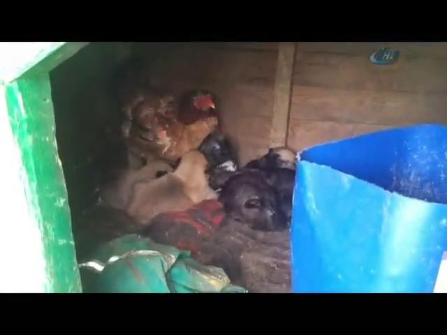 Yavru köpekleri civcivleri sanıyor