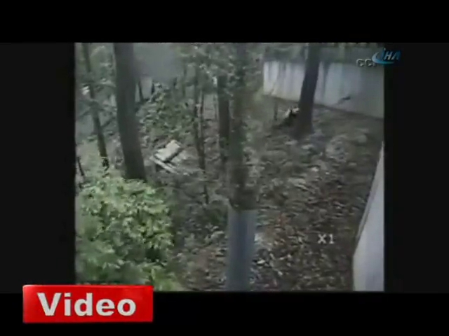 Pandanın deprem paniği
