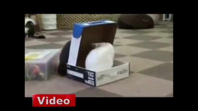 Bu da kara kedi şakası