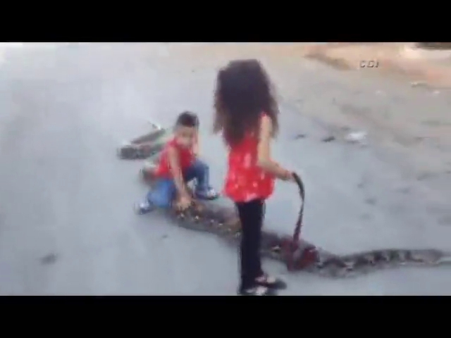 Dev yılanla böyle oynadılar!