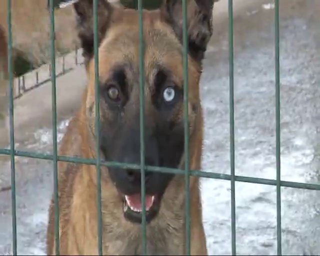 İşkence gören köpeklere 'sevgi' ile terapi