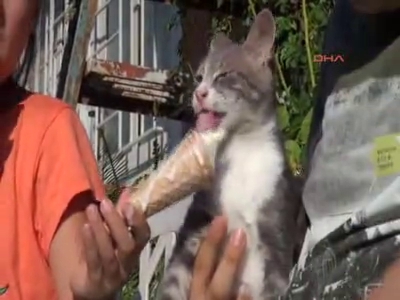 Sıcaktan bunalan kediye dondurma