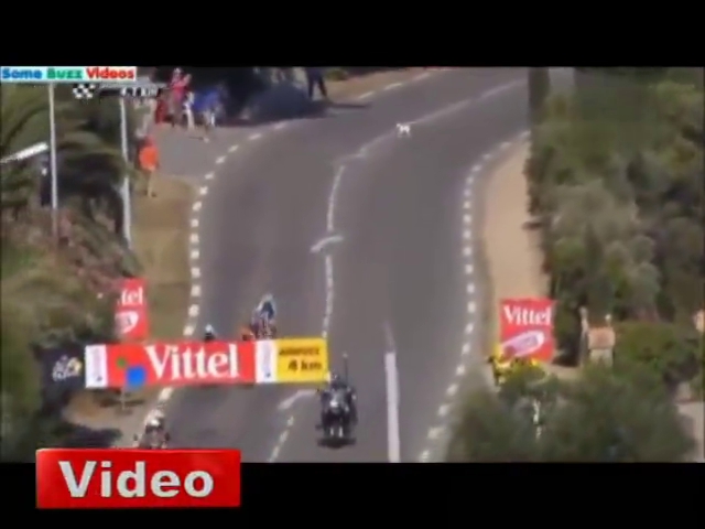 Minik köpek Tour de France'ı karıştırıyordu!