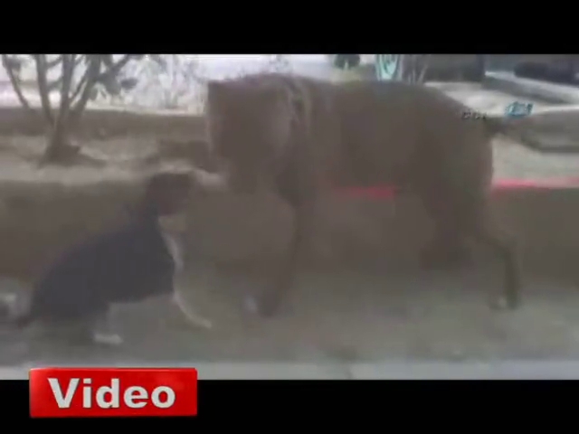 Pitbull'a böyle kafa tuttu