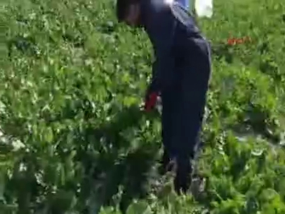 Şeker pancarı yerine hintkeneviri