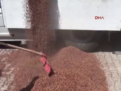 Fındık kabukları içinde  eroin