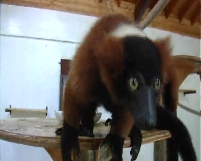 Lemurlara kardeş geldi