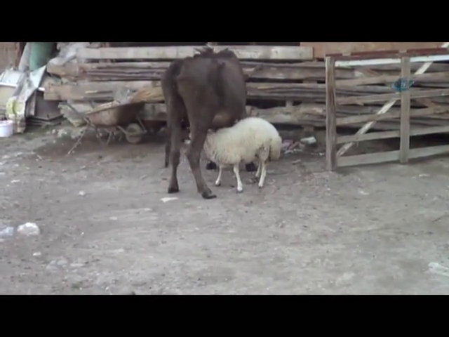 Yetim kalan kuzuyu inek sahiplendi
