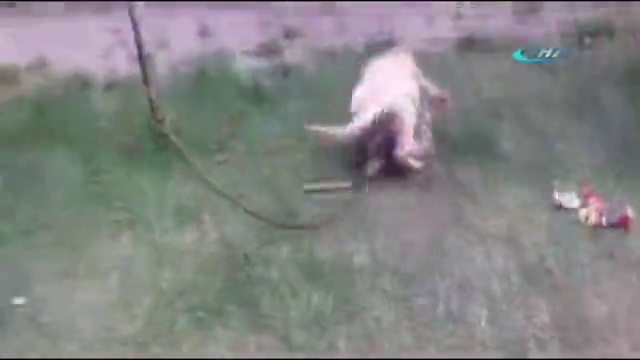 Maymun ile köpeğin kavgası