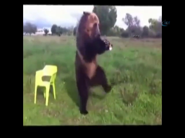 Bak şu ayının yaptığına!