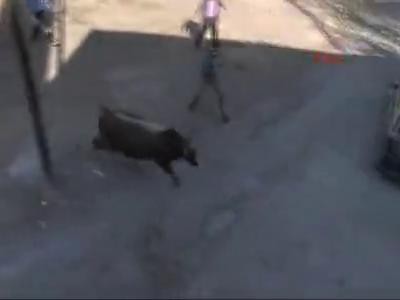 Kaçan boğa Başkent'i böyle karıştırdı!