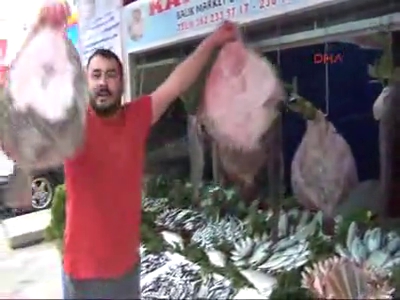 Hamsinin bolluğu kalkana yaradı