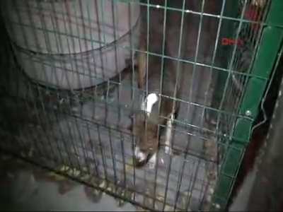 Yavru köpek cami avlusuna kapatıldı