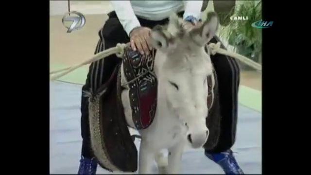 Programına eşekle çıktı