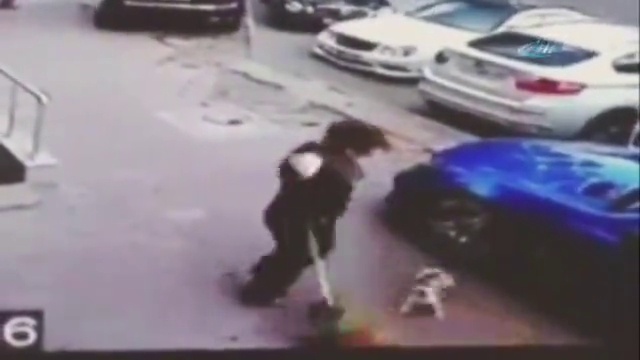 "Kareteci kedi" köpeğe saldırdı