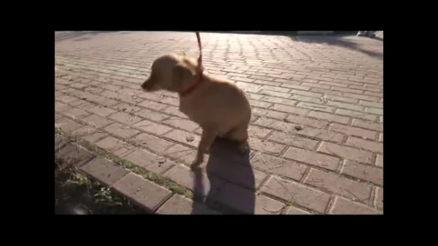 Üç bacağıyla hayata tutundu