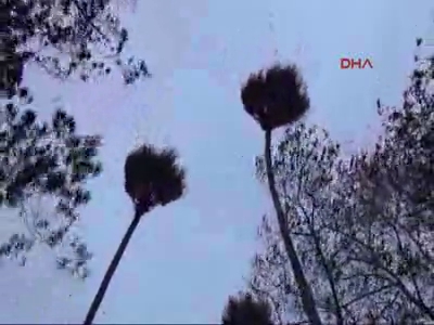 Rüzgar ağaçları devirdi