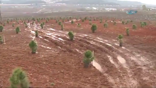 Fidan dikti, Gezi'cilere çattı