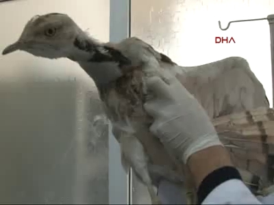 Nesli tükenen 'yakalı toy' Konya'da bulundu