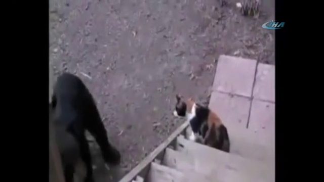 Kedi ayıyı böyle korkuttu
