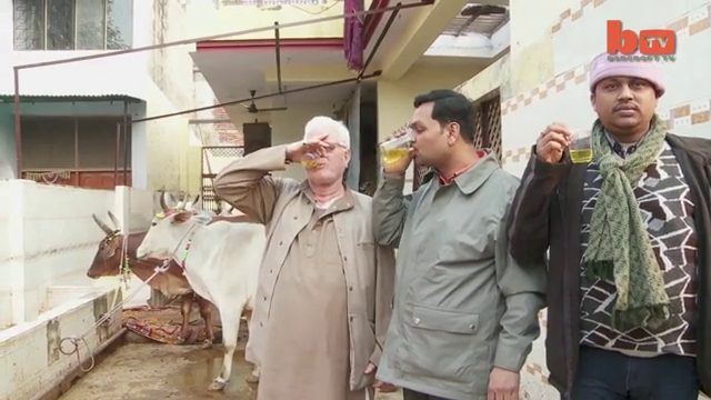 Kutsal diye inek idrarı içiyorlar!