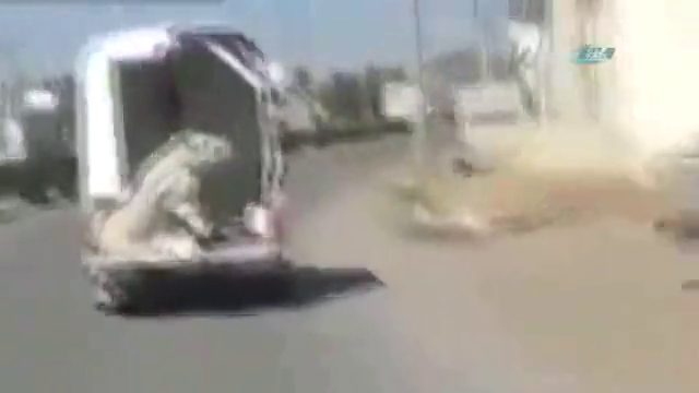 Sürücü, deveyi yolda düşürürse...