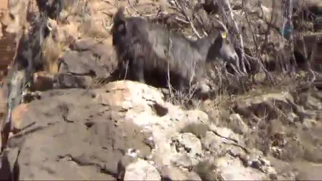 3 gün mahsur kaldığı kayalıktan kurtarıldı