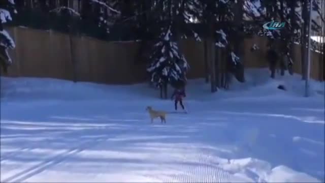 Olimpiyat sporcularına köpek tacizi