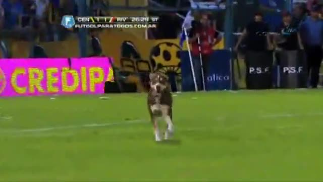 Sahaya giren köpek bakın ne yaptı ?