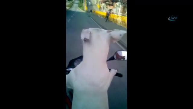 Köpek direksiyona geçerse