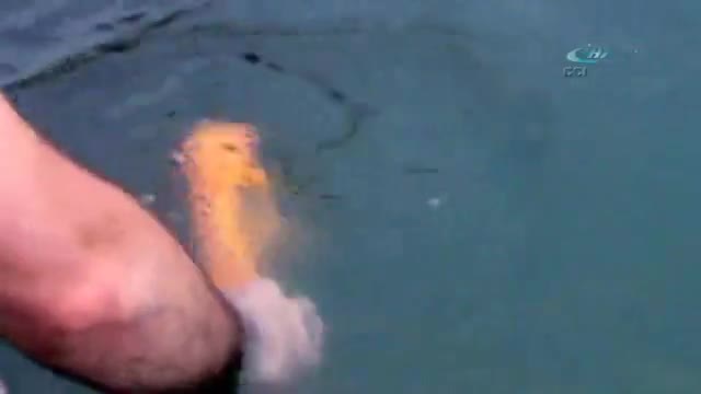 İzleyenleri hayrete düşüren balık