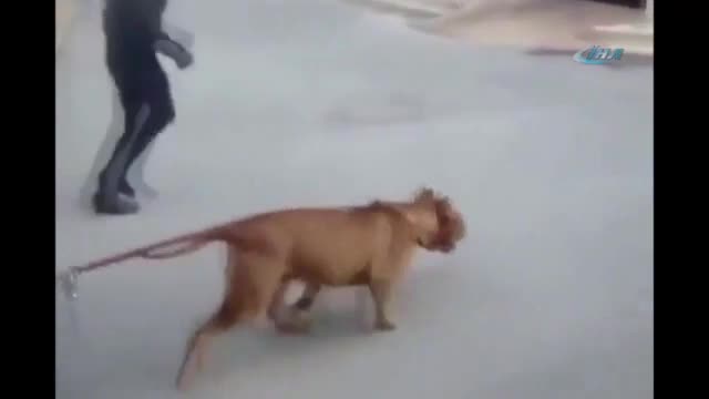 pitbull otomobili boyle cekti bursada