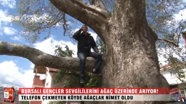 Bursalı gençler sevgililerini ağaçta arıyor! ÖZEL HABER