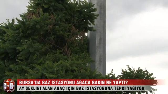 Bursa'da baz istasyonu ağaca bakın ne yaptı? ÖZEL HABER