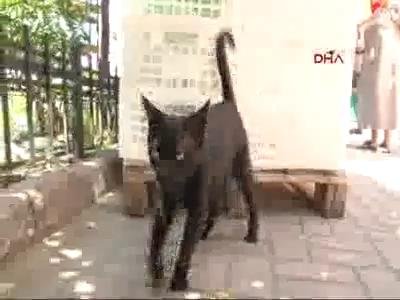 Anne kedi olay yerinde ölen yavrularını arıyor...