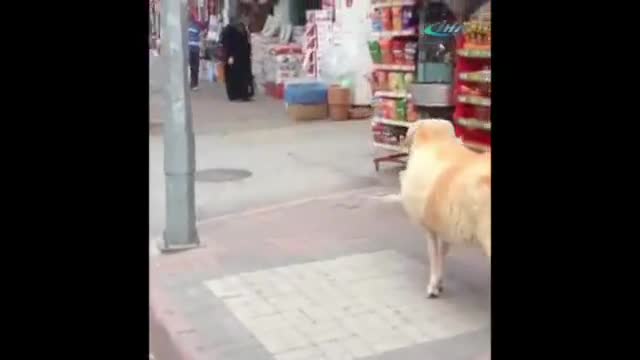 Köpek kaçtı, koç kovaladı