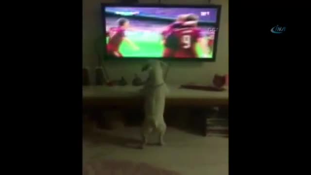 Bu da fanatik köpek