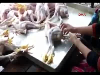 Şişirilmiş piliçler dehşete düşürdü