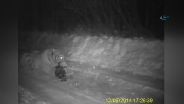 Putin'in kaplanı köpek yedi