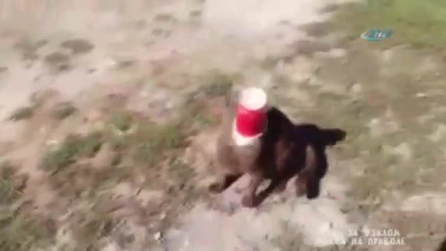 Kedinin yardımına bakın kim koştu !