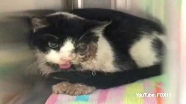 Zombi kedi mezarından çıkıp evine döndü