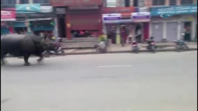 Nepal'de gergedan dehşeti: 1 ölü, 6 yaralı