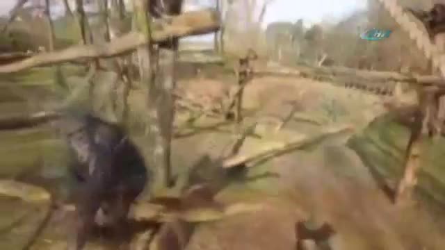 Şempanzeden kameraya beklenmedik tepki