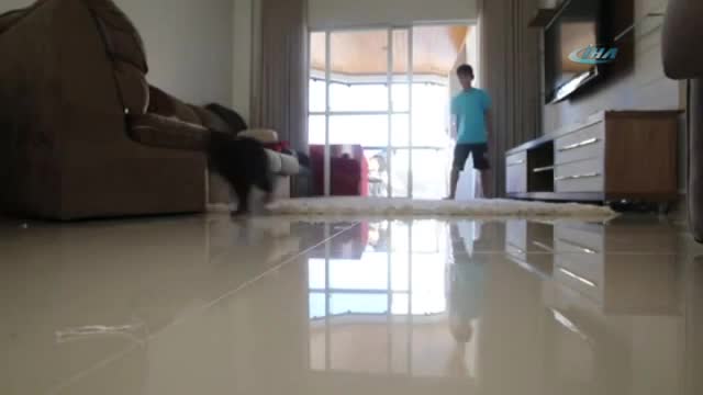 Bu da Taffarelin kedi versiyonu