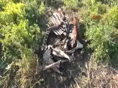 Kesilmiş at leşleri bulundu!