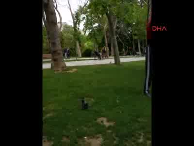 Yavru kargaya yardım etmek isterken...