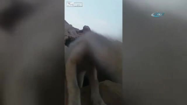 Eğlendikleri tilki öyle bir oyun oynadı ki...