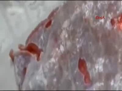 Kasaptan aldığı et eve gidince canlandı!
